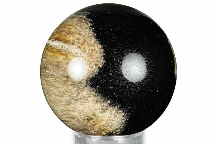 Polished Petrified Palm Wood Sphere - Indonesia #327422